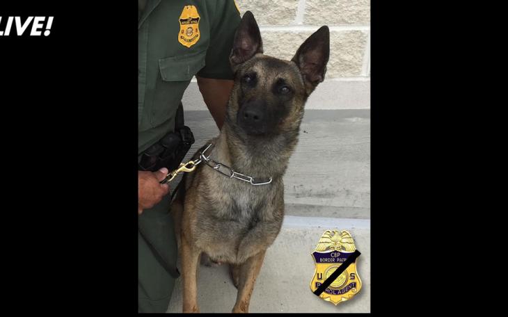 K-9 Bo | U.S. Border Patrol Del Rio Sector