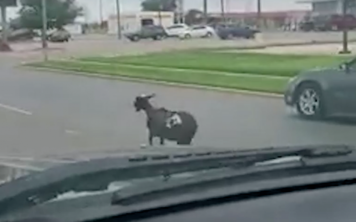 Lamb on the Loose in Lake View