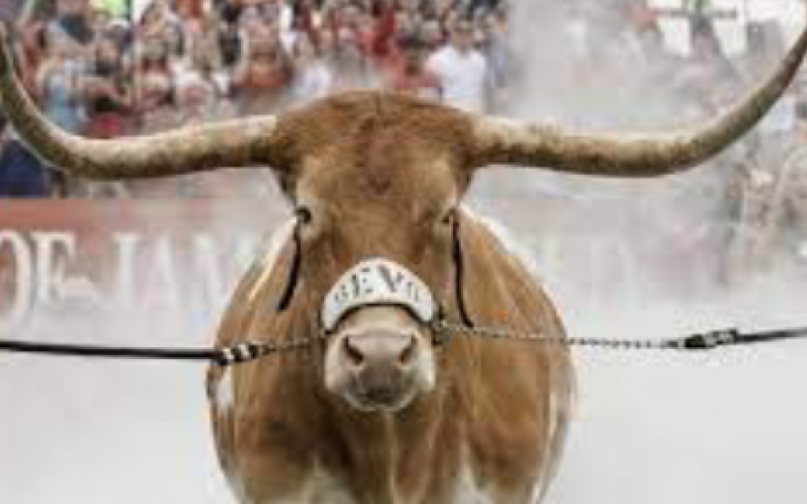 Bevo, the Texas Longhorn