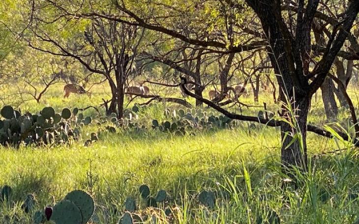 Free Range Axis Herd SASP 9OCT21 (LIVE! Photo/Yantis Green)