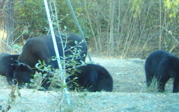 West Texas Black Bear (Contributed/TPWD)