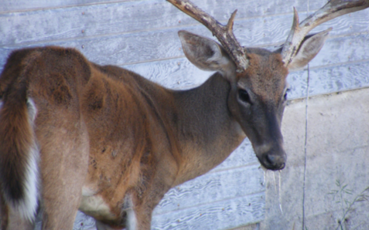 CWD Deer (Contributed/TPWD)