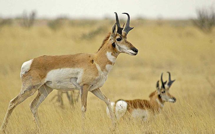 Pronghorn Antelope (Contributed/TPWD)