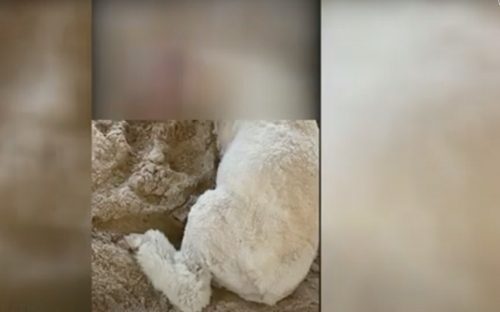 Hurt Animal from Mathis