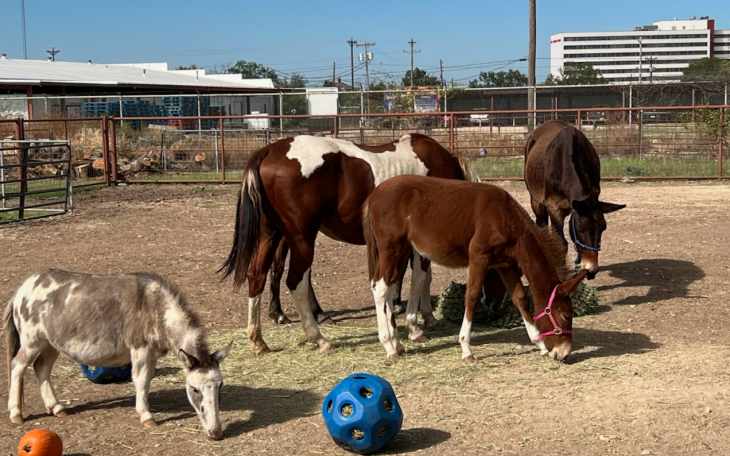 National Mule Day at Fort Concho