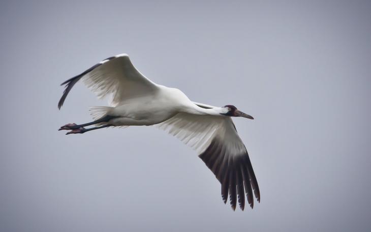 Whooping Crane (Contributed/TPWD)