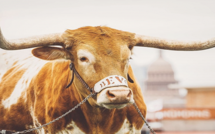 Texas Longhorns - Bevo