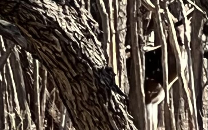 Axis buck with velvet antlers at State Park (LIVE! Photo/Yantis Green)