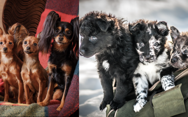 The Russian Toy Terrier and Mudi Puppies