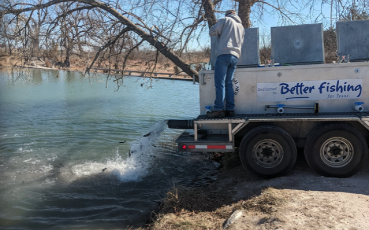 Rainbow Trout Being Put in Foster Park