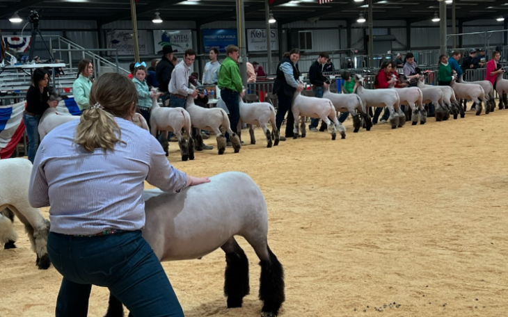 2022 San Angelo Junior Market Lamb Show
