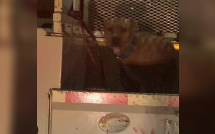 Injured Dog in Borger