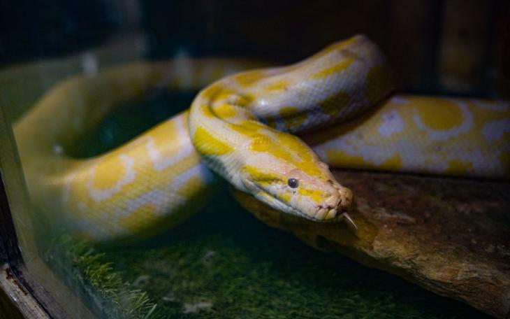 San Angelo Nature Center New Albino Burmese Python (Contributed/COSA)