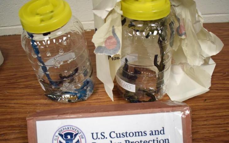 Glass Jars of Illegal Leeches (Contributed/CBP)