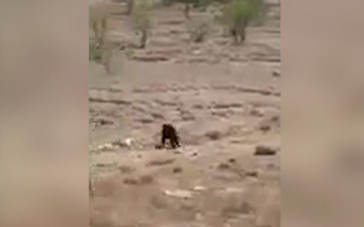 Black Bear in Reason County