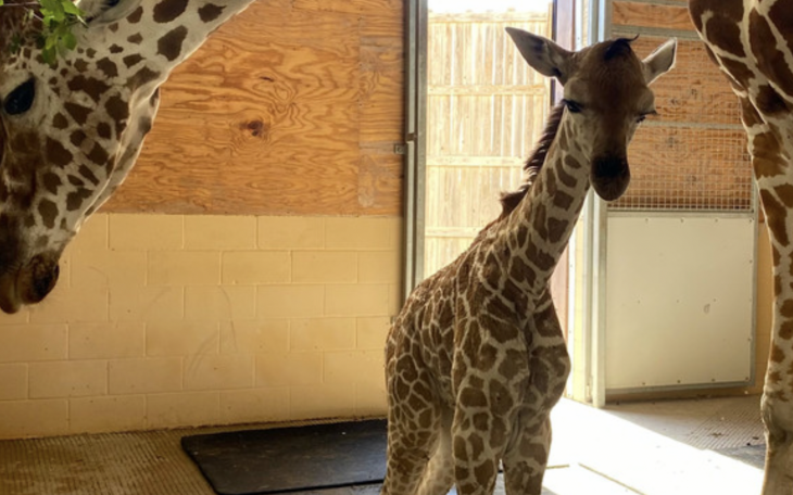 Abilene Zoo Welcomes Baby Giraffe