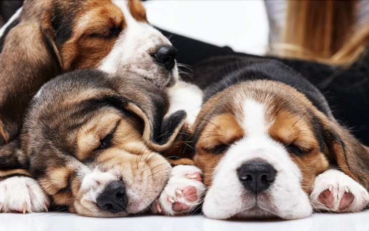 Beagle Puppies