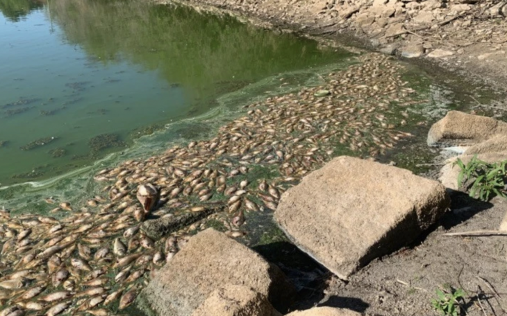 Fish Kill at Private Pond Near Lytle Lake
