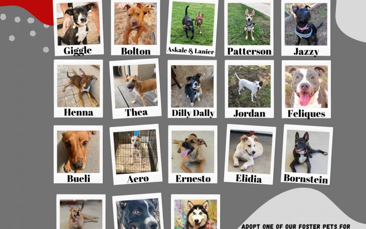 Concho Valley PAWS Adoption at Petco 9.10.22 (Contributed/COSA)