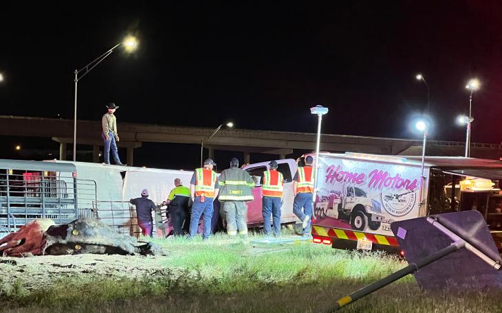 Mass Casualty Crash Kills Many Cows on November 3, 2022