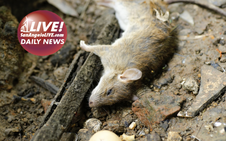 LIVE! DAILY | BREAKING: Angelo State University Accused of Animal Abuse!