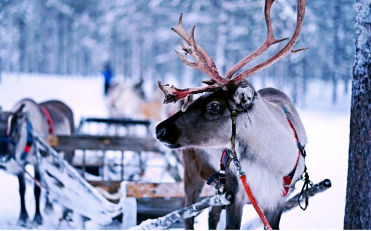 Finland Reindeer (Courtesy/google)