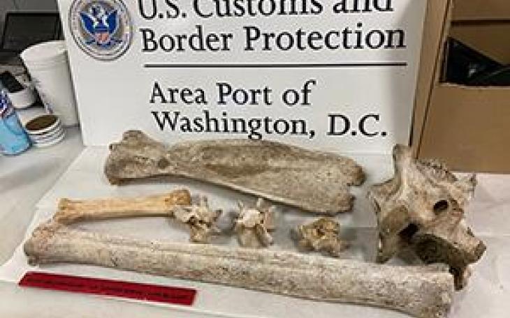 Giraffe Bones Smuggled into the U.S. (Courtesy/CBP)