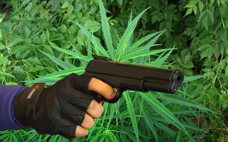 Guns and Marijuana (Courtesy/whowhatwhy)