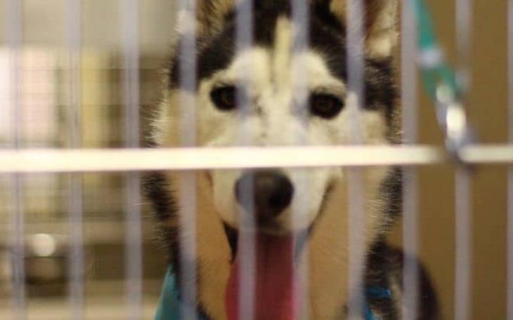 Husky in a crate (Courtesy/FiveBarks)