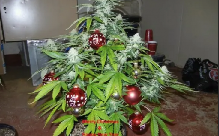 Marijuana Christmas Tree (Courtesy/googleimages)