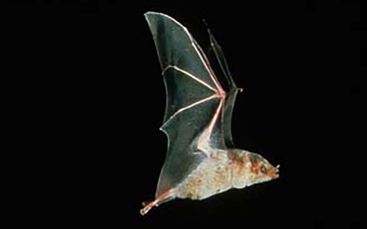 The Mexican Long-Nosed Bat