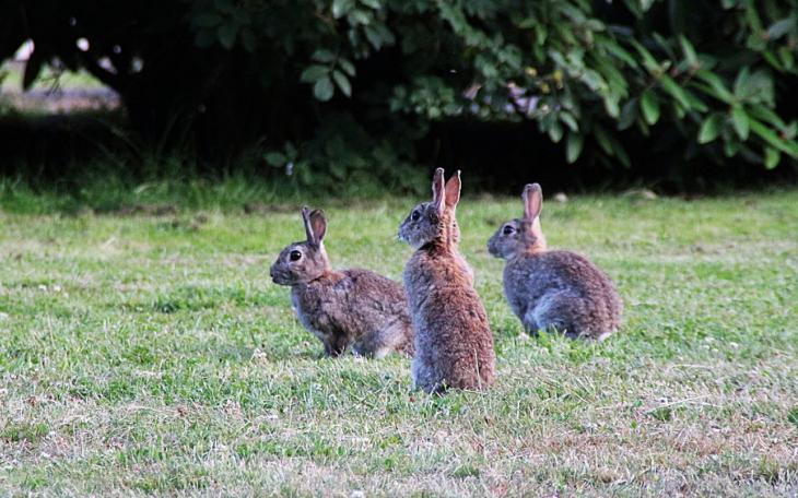 Rabbits (Courtesy/Ohio Dept of Ag)