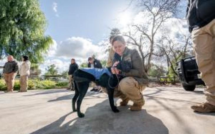 Border Patrol Emotional Support K-9 (Courtesy/CBP)