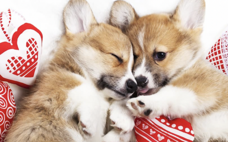 Valentine's Day Puppies