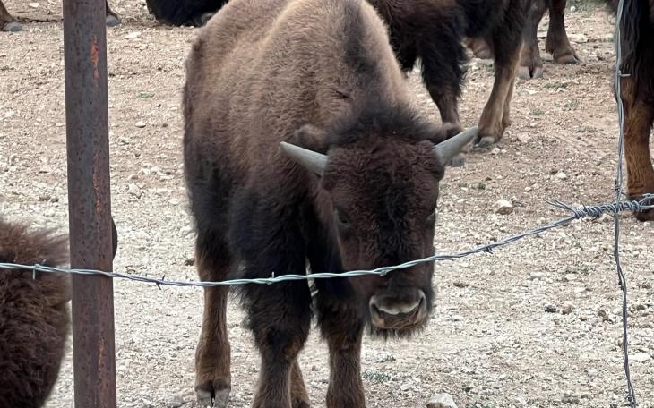 Young Bison at San Angelo State Park 3.18.23 (LIVE! Photo/Yantis Green)
