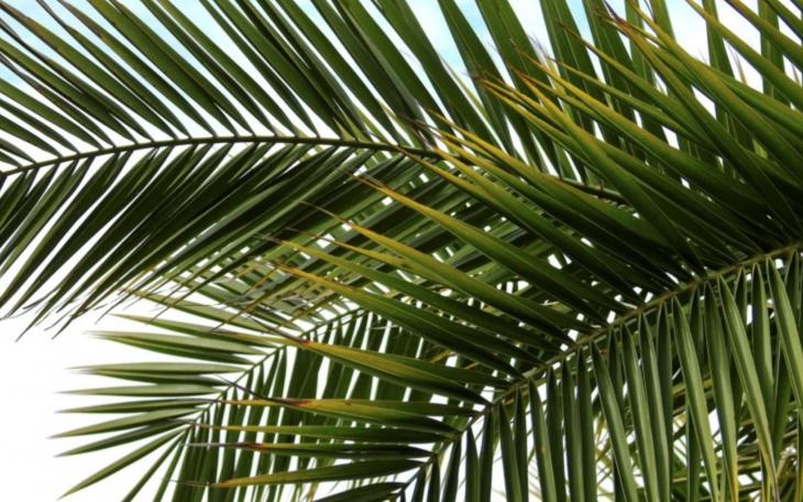 Palm Branches (Courtesy/bvmsisters.org)