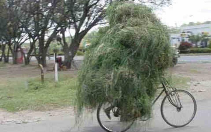 marijuana on a bicycle (Courtesy/cybersalt)