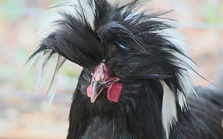 But most roosters are not quite as nefarious as Richard.