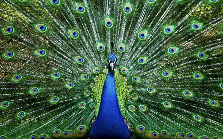Peacock