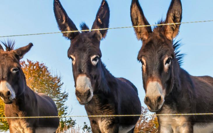 Three donkeys