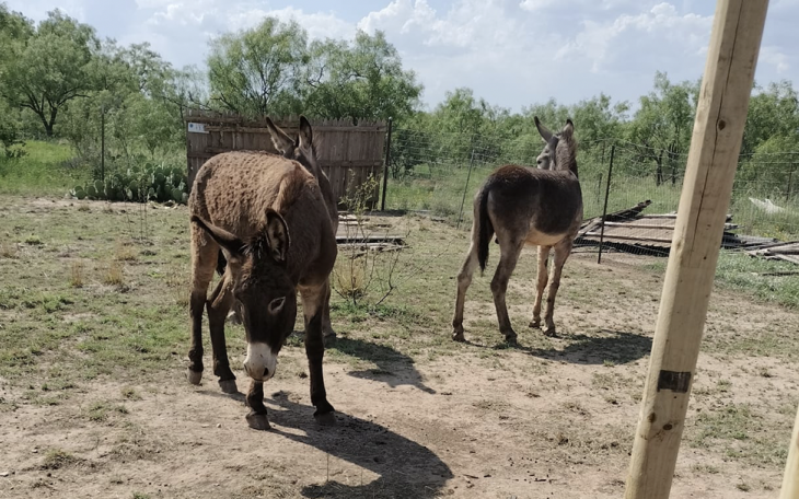 Donkeys in Grape Creek. The actual picture taken days prior to their deaths.