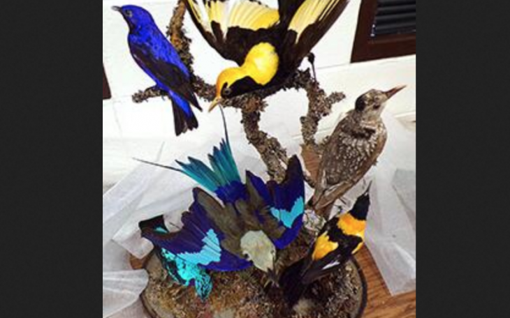 Illegal UK Bird Mount (Courtesy/CBP)