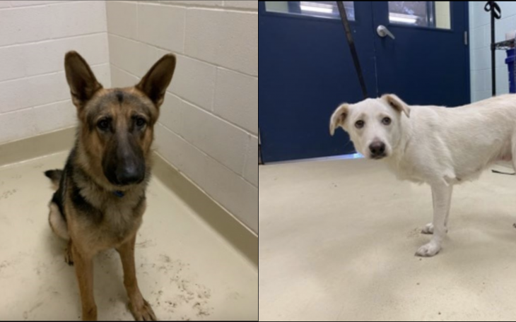 The San Angelo Animal Shelter Found these two Dogs