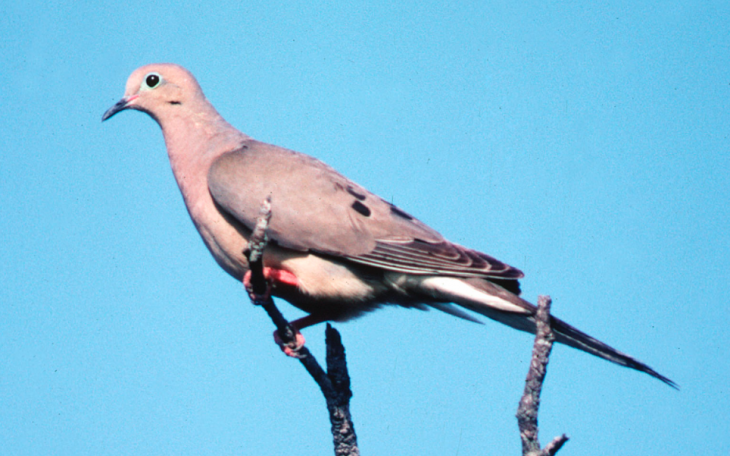 Mourning Dove in Texas (Courtesy/TPWD)