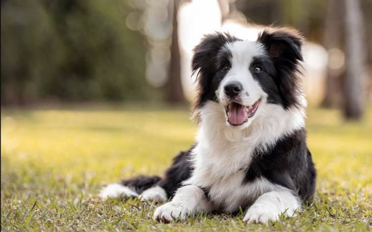 The Free Adoption Day ends on Saturday, Aug. 5