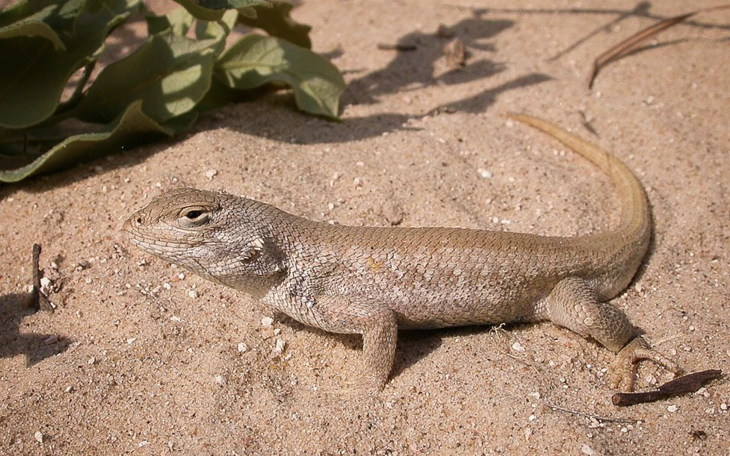 Dune Sage Brush Lizard