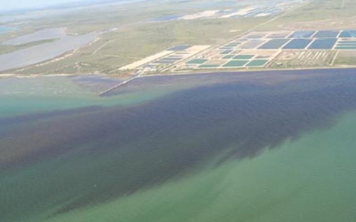 Red Tide on the Texas Coast 2011 (Courtesy TPWD)
