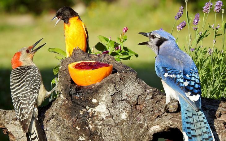 Songbirds (Courtesy/Pam Garcia)