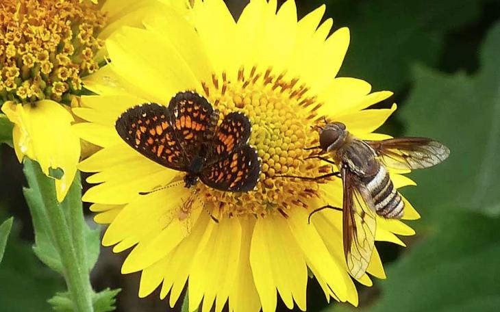 Bees &amp; Butterflies (Courtesy NPAT)