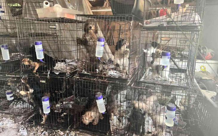 Dogs Rescued from Puppy Mill in Kentucky (Courtesy Southern Living)